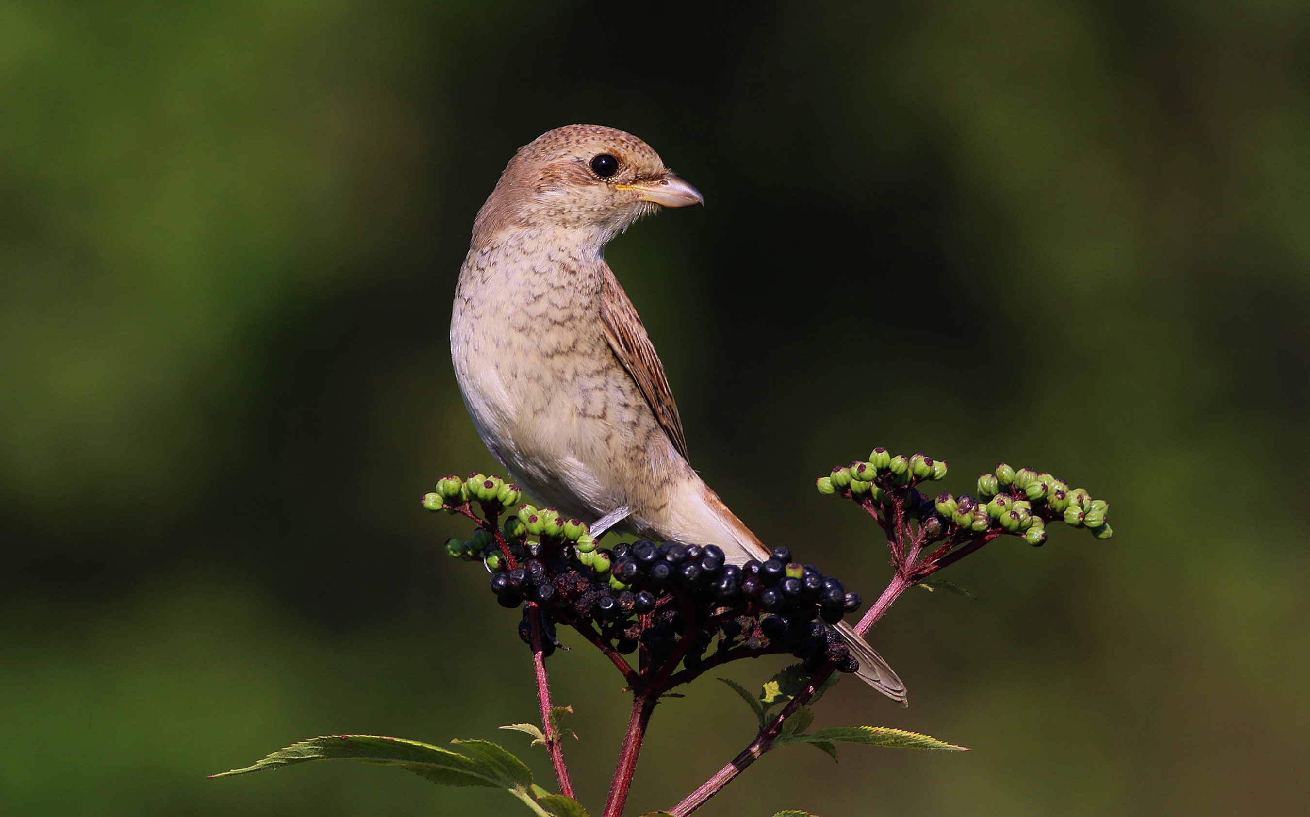 Red-backed Shrike — Ana fotoğraf
